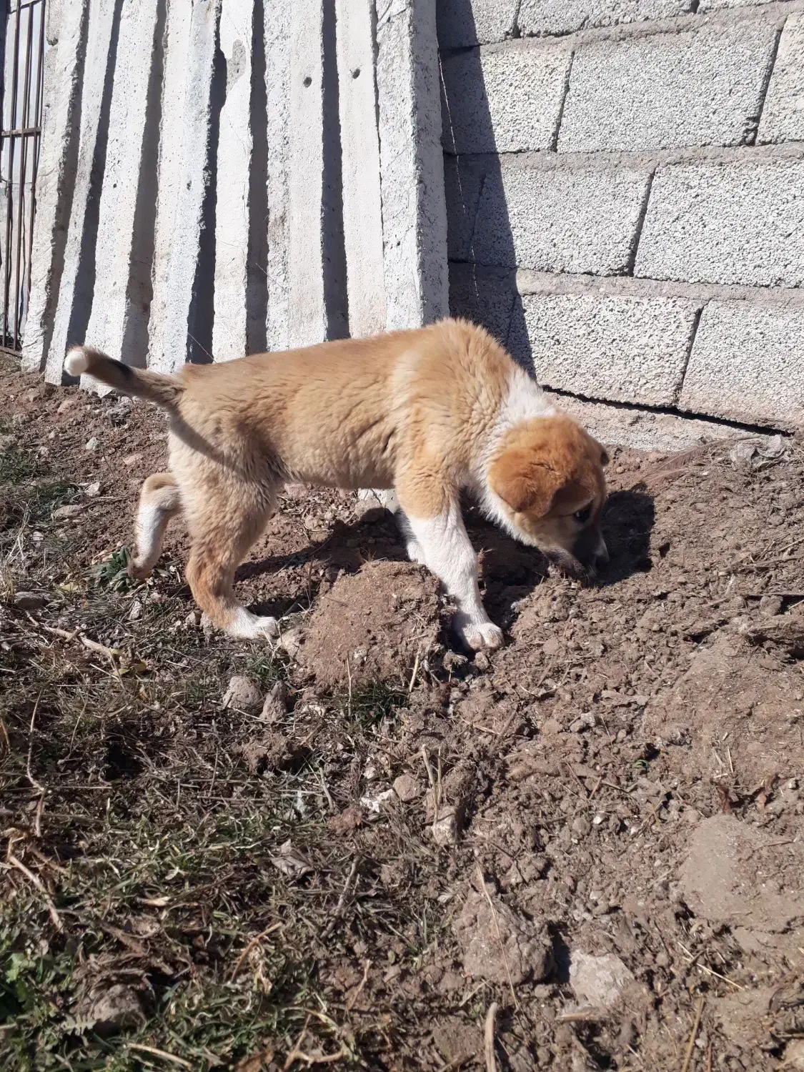 توله پژدر|سگ|مشگین شهر, |دیوار