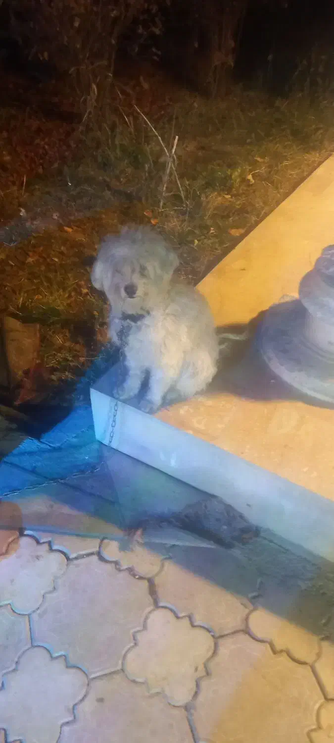 سگ ب|سگ|خلخال, |دیوار