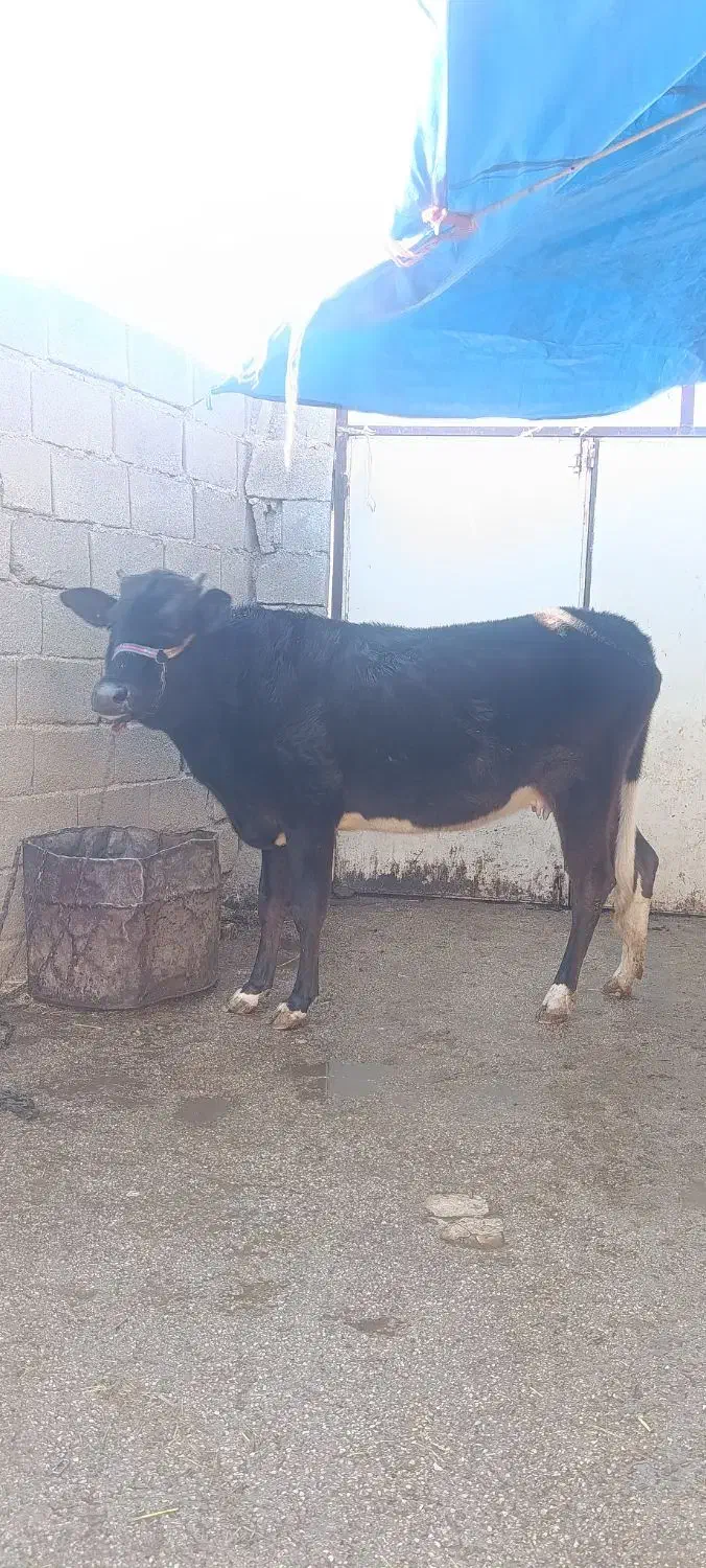 گوساله ماده|حیوانات مزرعه|سیروان, |دیوار