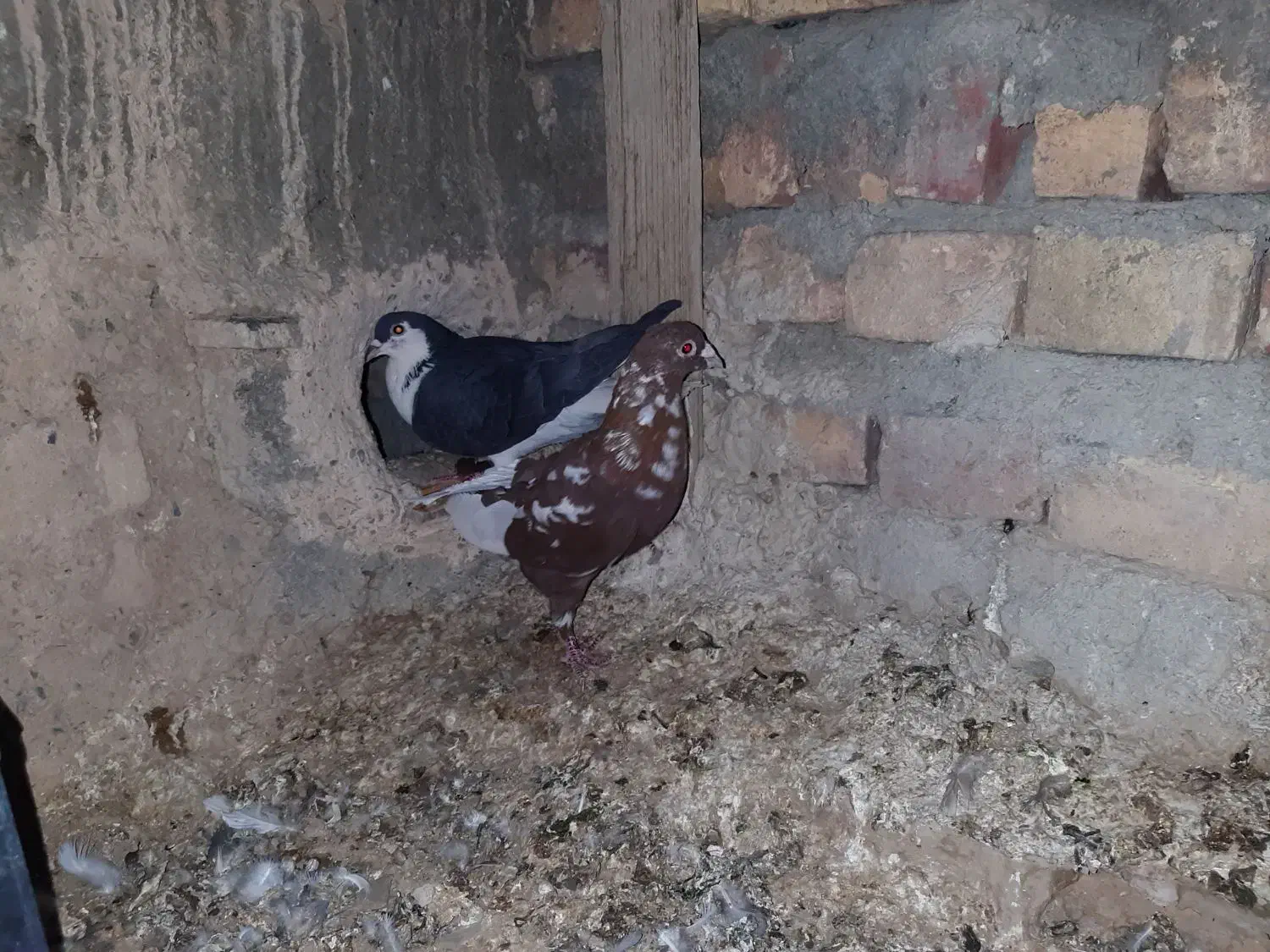 نر و ماده|پرنده|سراوان, |دیوار