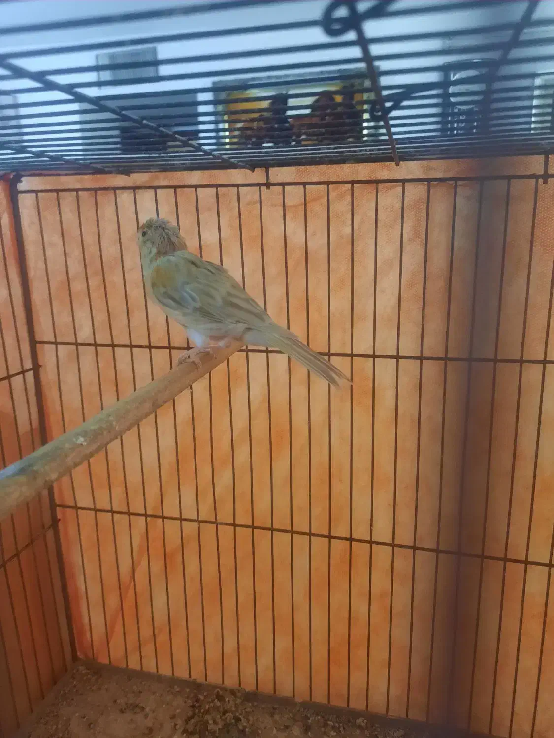 قناری ماده|پرنده|دلیجان, |دیوار