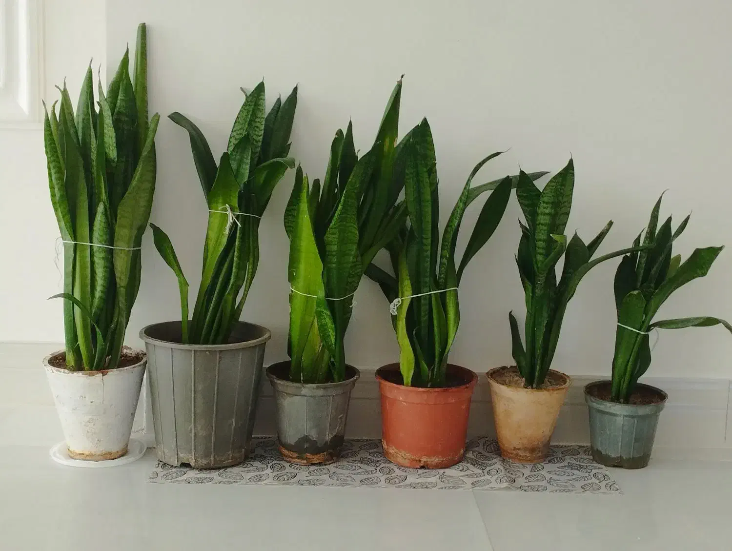 گل سانسوریا|گل و گیاه طبیعی|طبس, |دیوار