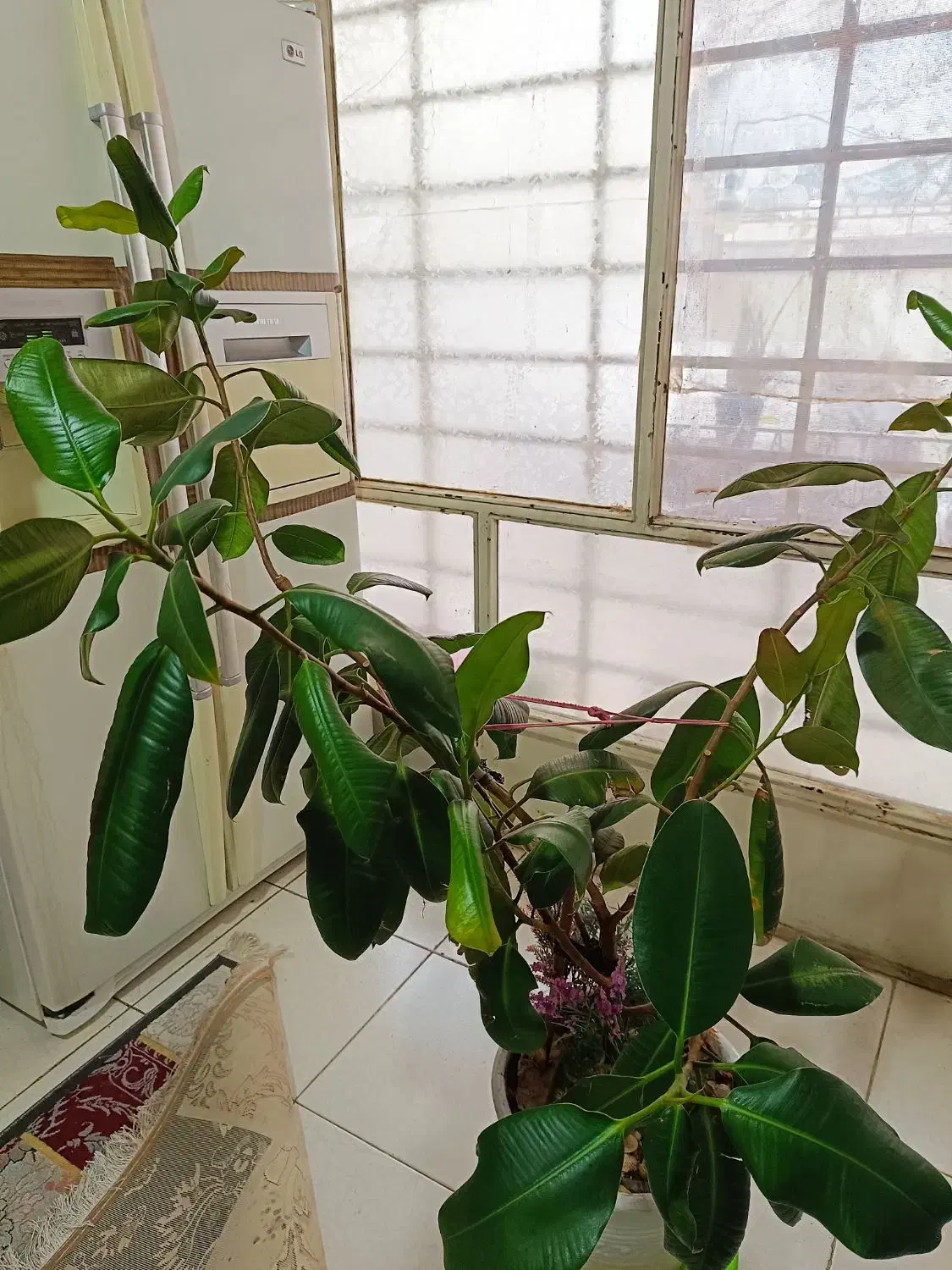 گل طبیعی فیکوس|گل و گیاه طبیعی|فردیس, ثابتی|دیوار