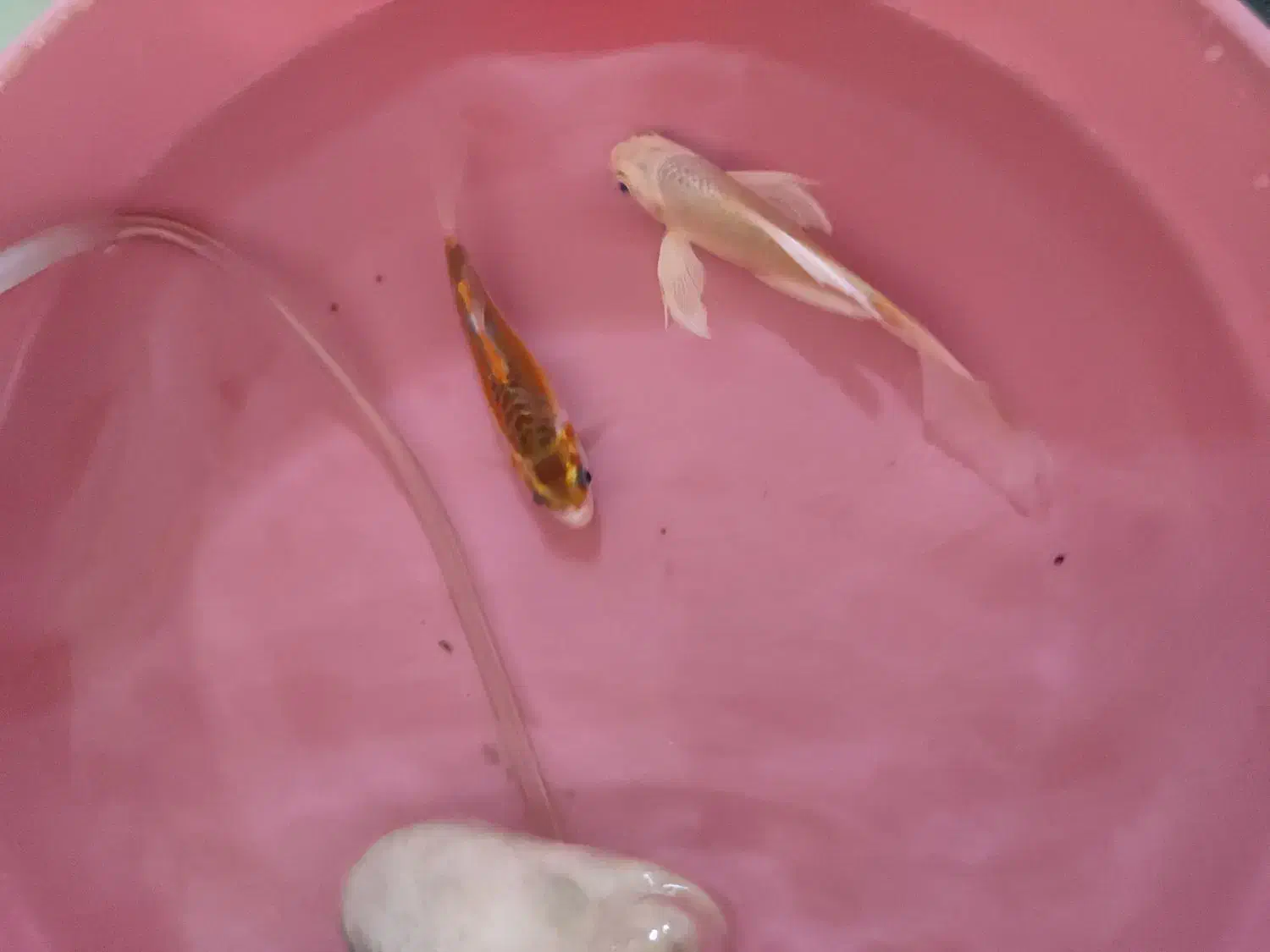 2 عدد کوی|ماهی|نجفآباد, یزدانشهر|دیوار