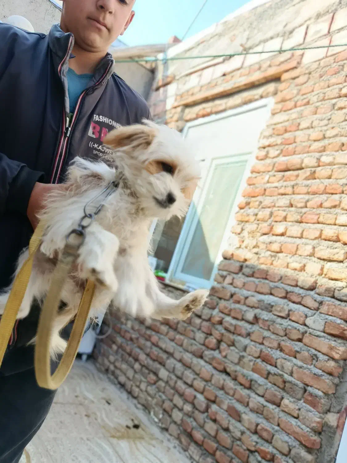 سگ شیتزو|سگ|اردبیل, |دیوار