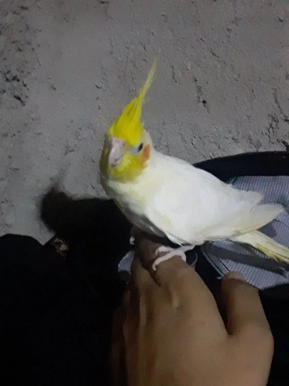 عروس ماده مولد|پرنده|زابل, |دیوار