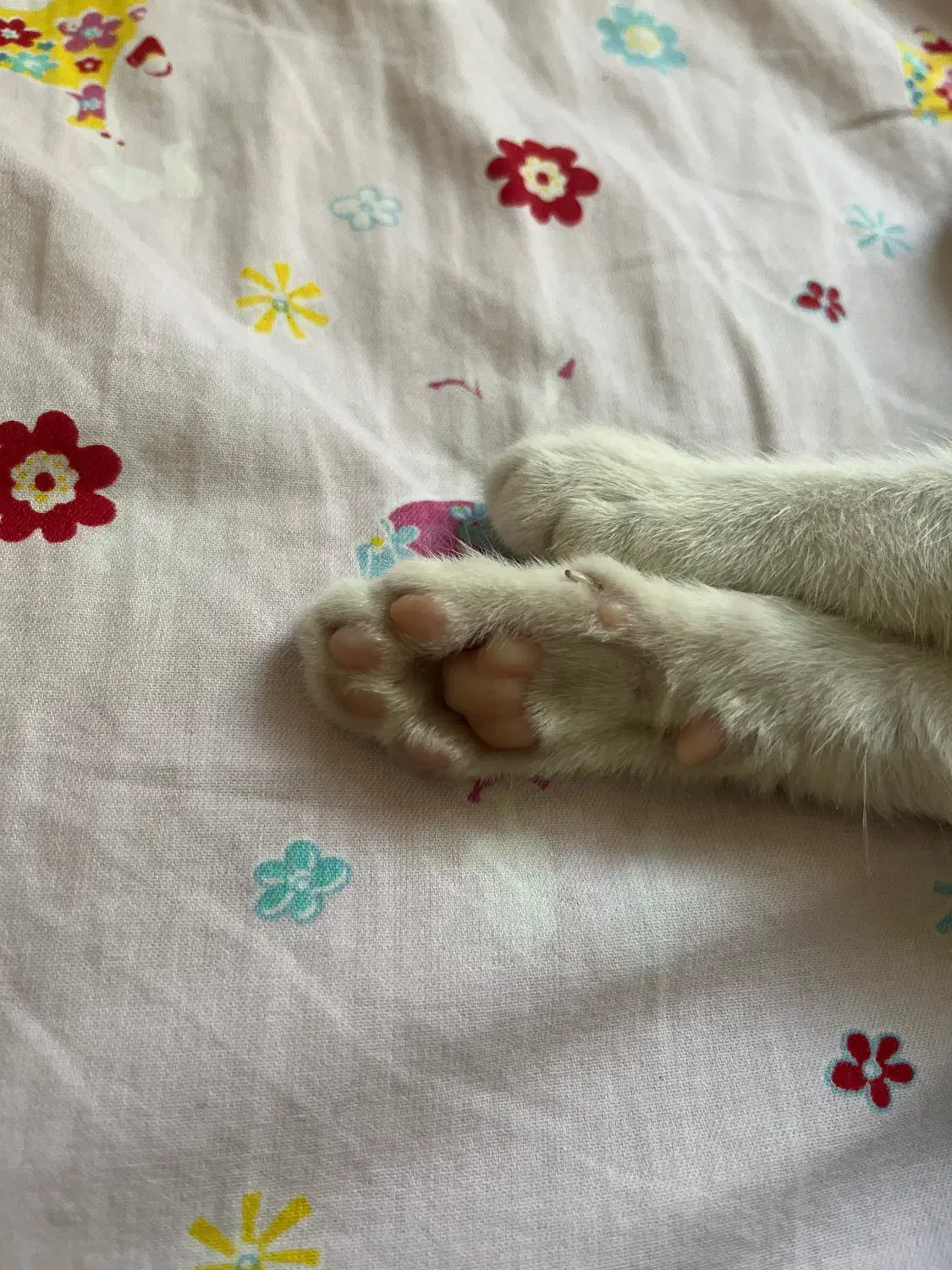 واگذاری گربه نارنجی|گربه|تهران, ائمه اطهار|دیوار