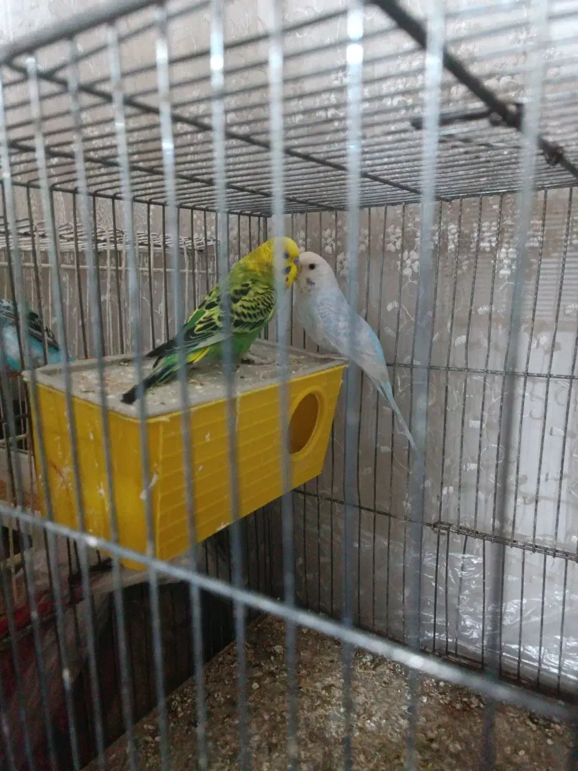 پرنده مرغ عشق|پرنده|سمنان, |دیوار