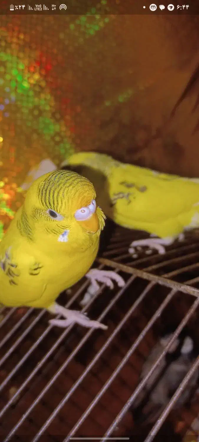 دو عدد مرغ عشق نر|پرنده|خرمشهر, |دیوار