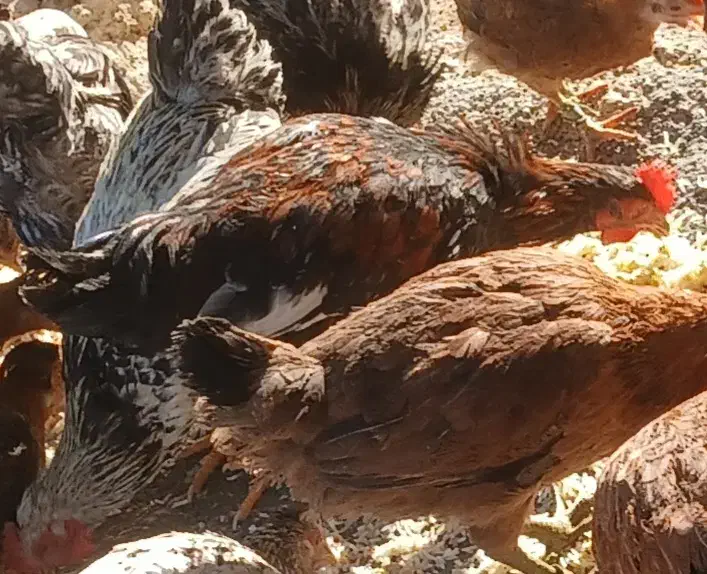 خروس|حیوانات مزرعه|پلدختر, |دیوار