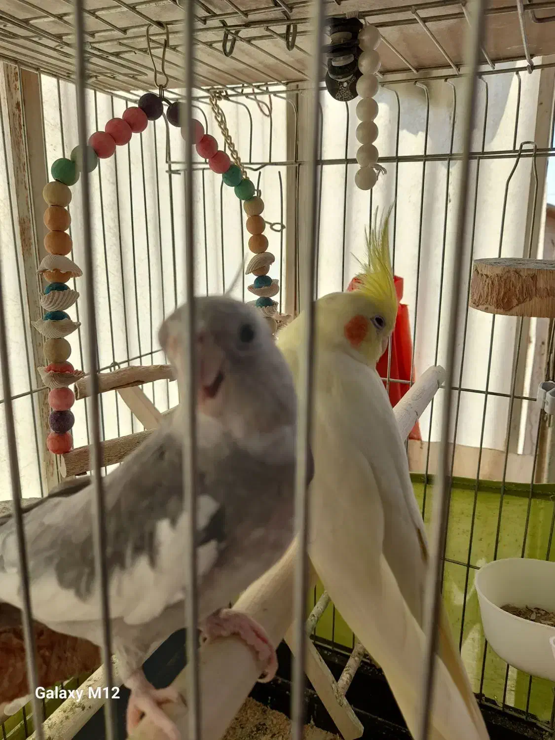 یک جفت عروس هلندی|پرنده|ری, دولتآباد|دیوار