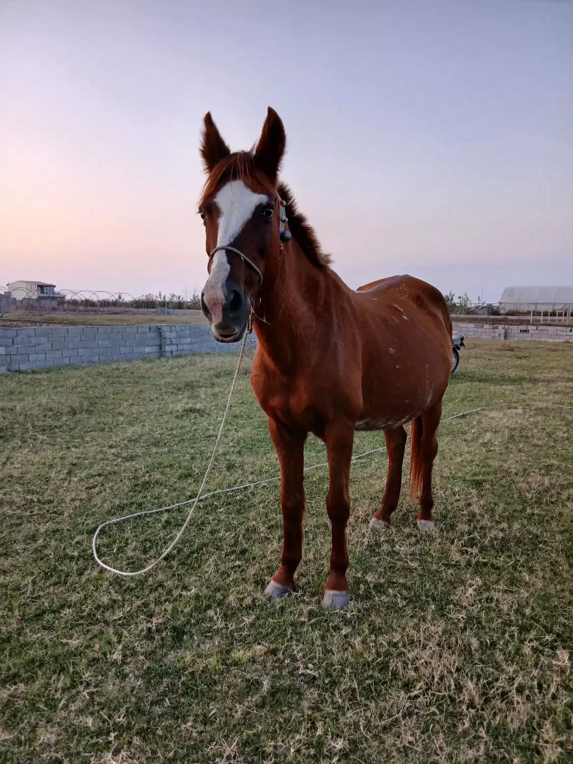 اسب مادیان آبستن|اسب و تجهیزات اسب‌سواری|فرح آباد, |دیوار