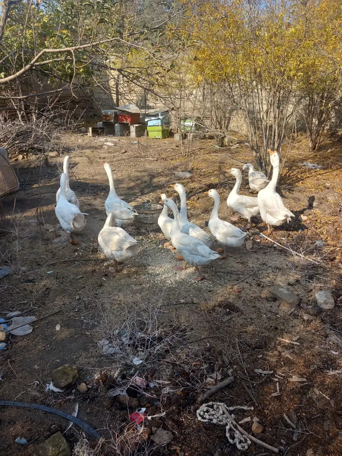 قوغاز|حیوانات مزرعه|گنبد کاووس, |دیوار