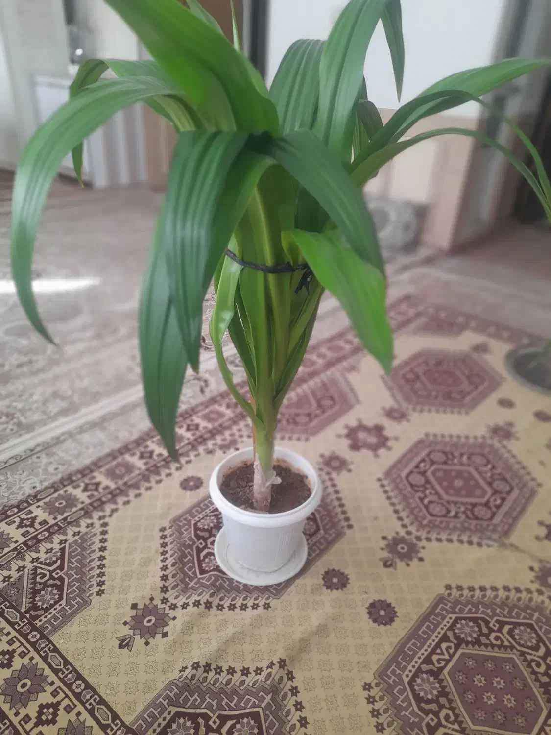 فروش گل|گل و گیاه طبیعی|شهرکرد, |دیوار