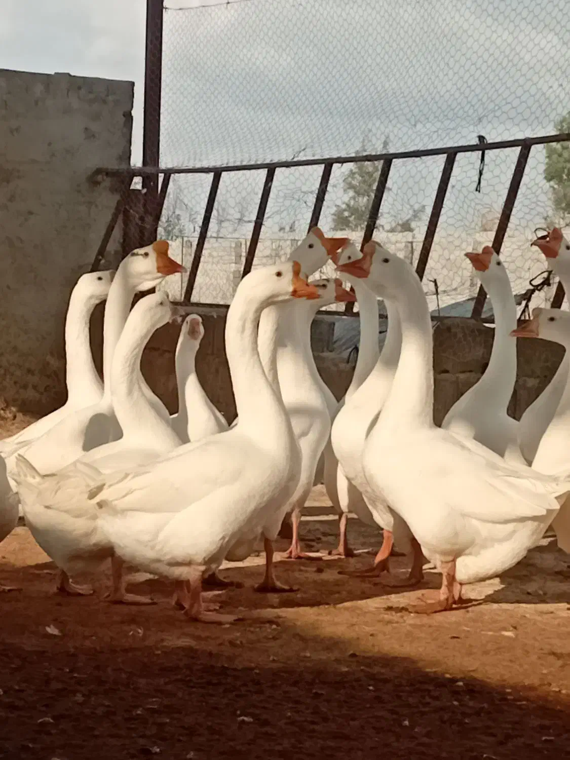 قو غاز|حیوانات مزرعه|گرگان, |دیوار