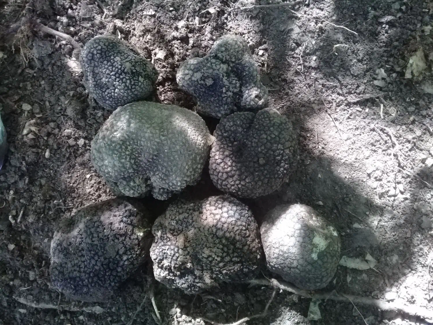 سگ دنبلانی|سگ|مینودشت, |دیوار