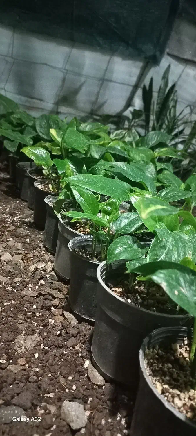 پتوس نشا|گل و گیاه طبیعی|کلاردشت, |دیوار