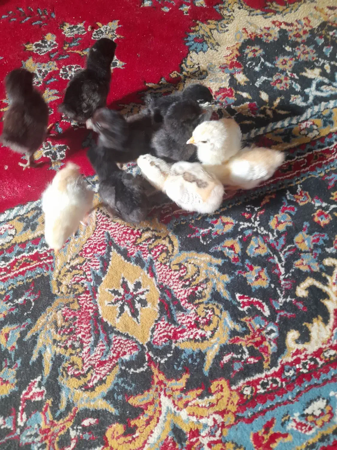 جوجه|حیوانات مزرعه|نیمروز, |دیوار