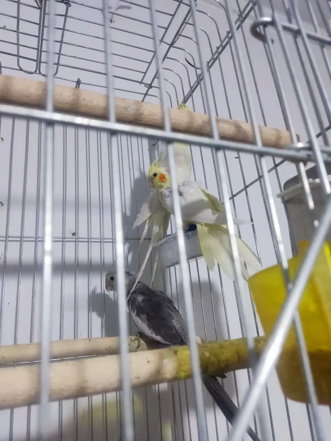 چند جفت عروس هلندی مولد|پرنده|آباده, |دیوار