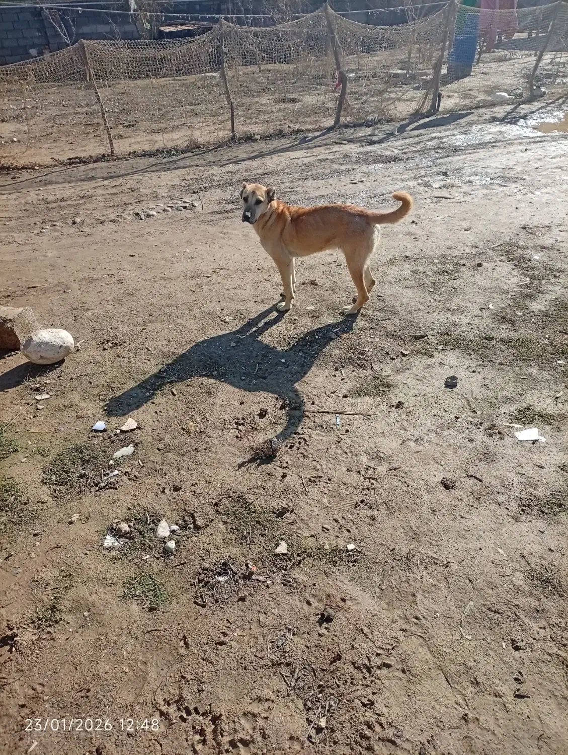 توله ماده سرابی|سگ|انبارآلوم, |دیوار