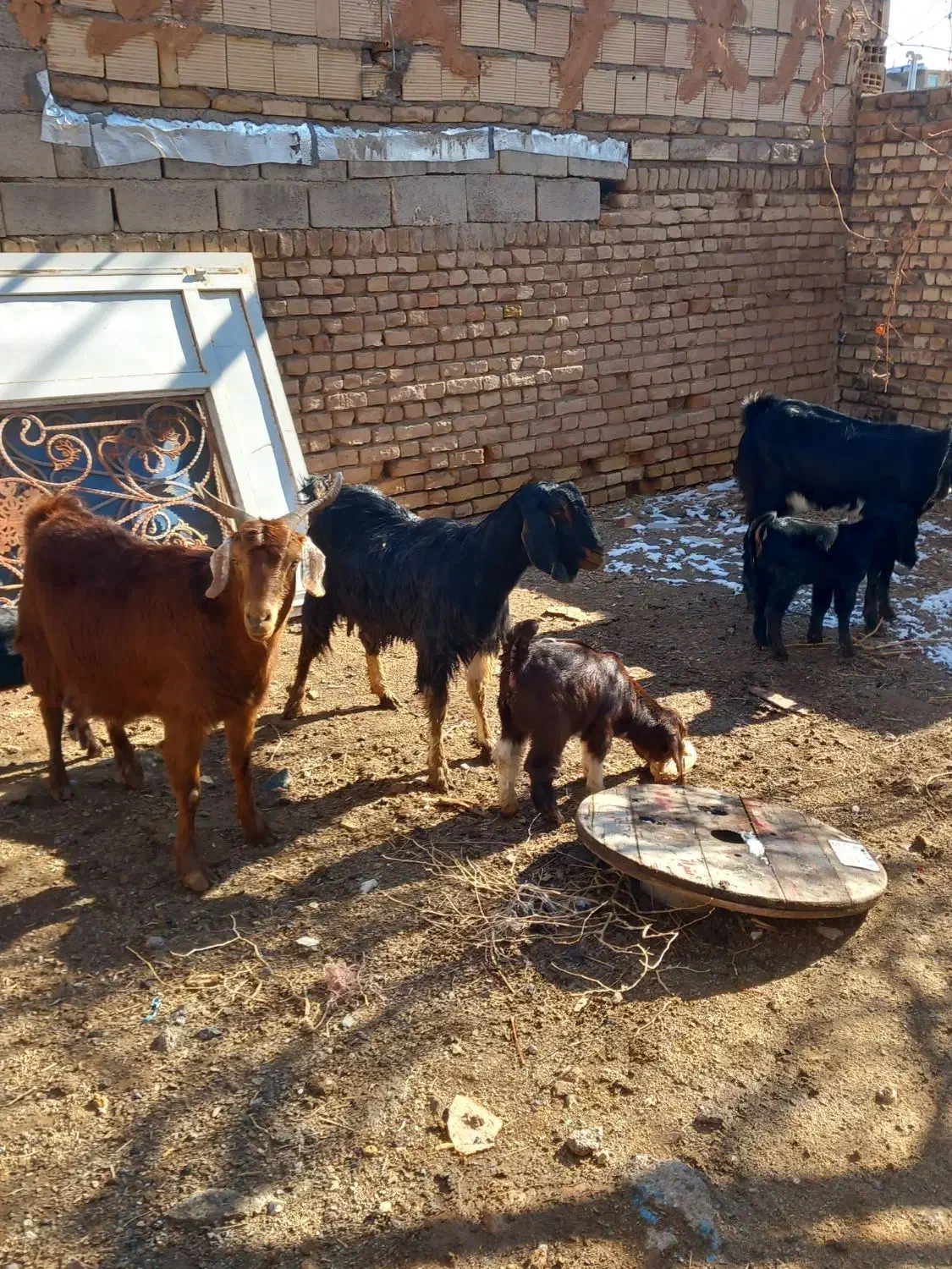 ۳راس بز|حیوانات مزرعه|خوشاب, |دیوار