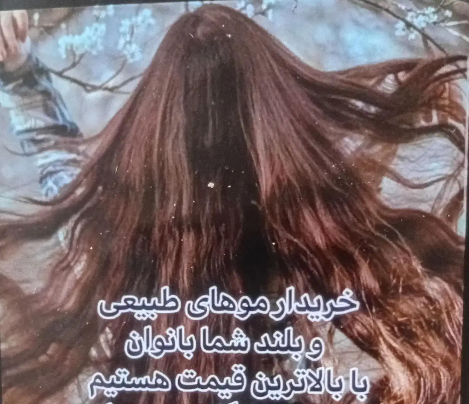 خریدو فروش موهای طبیعی و رنگی باقیمت میلیونی  هستم|خدمات آرایشگری و زیبایی|داراب, |دیوار