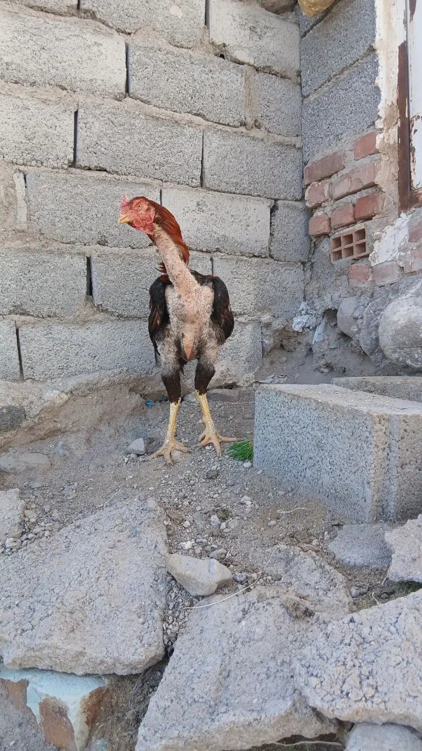 خروس لاری|حیوانات مزرعه|اسکو, |دیوار