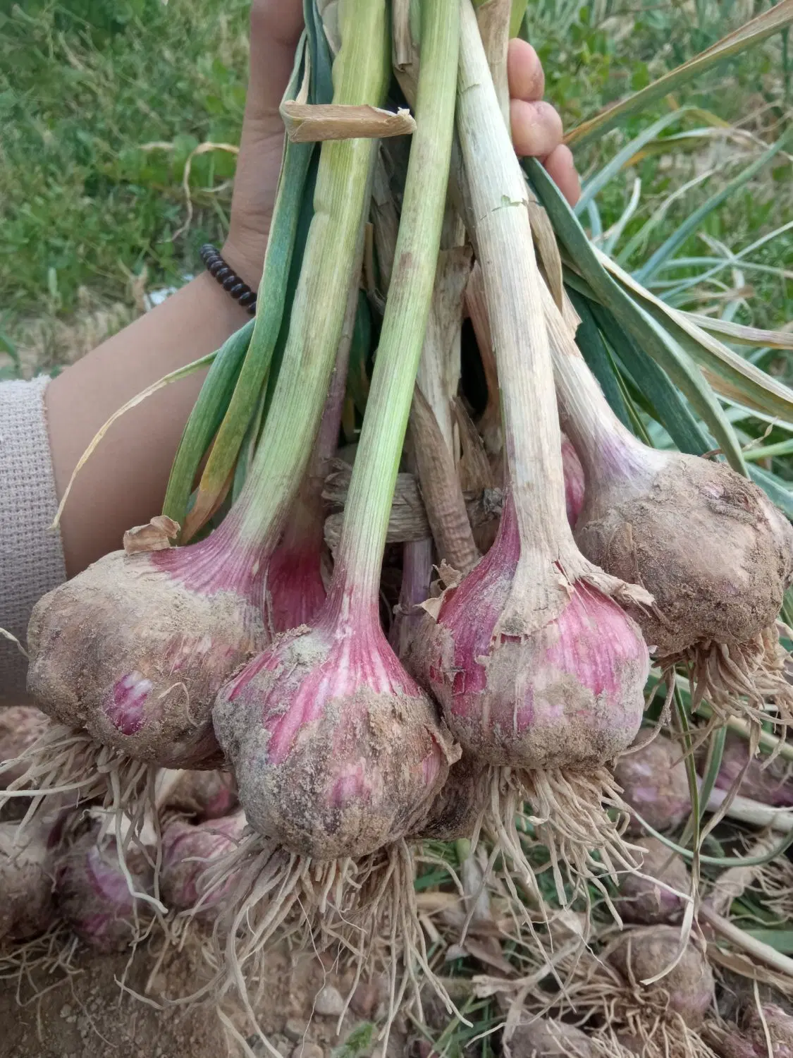 سیر محلی|خوردنی و آشامیدنی|کاکی, |دیوار