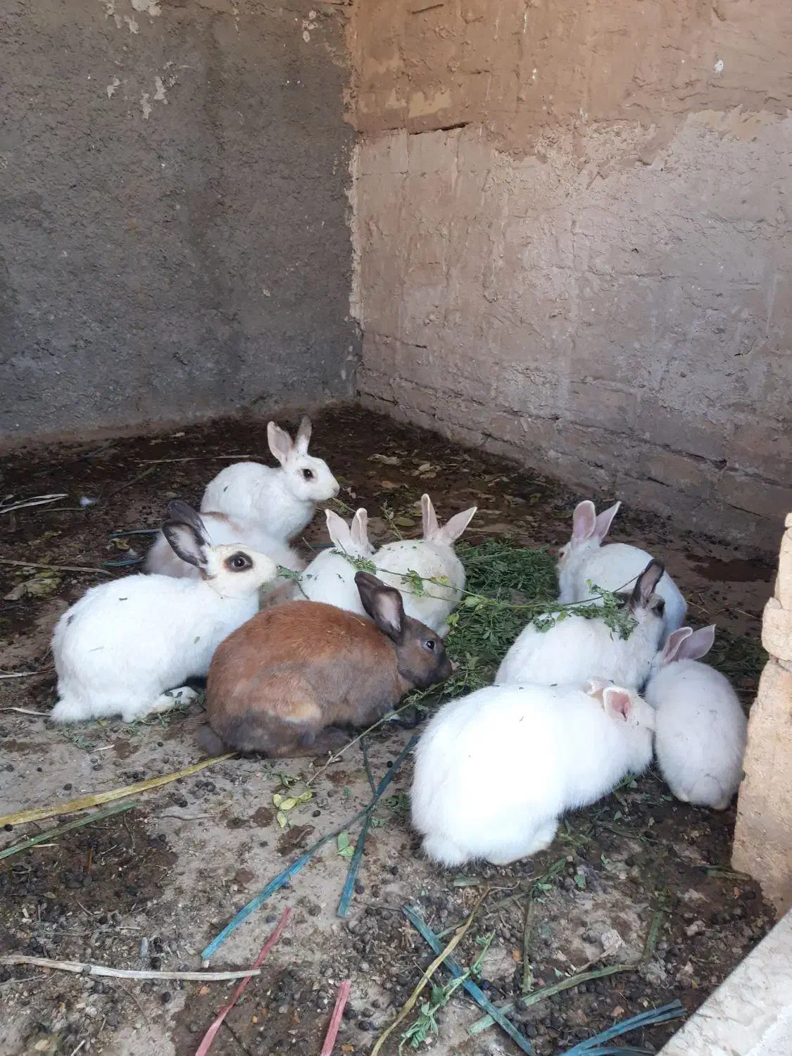 خرگوش سالمو تمیز|موش و خرگوش|ورامین, شهرک مدرس|دیوار