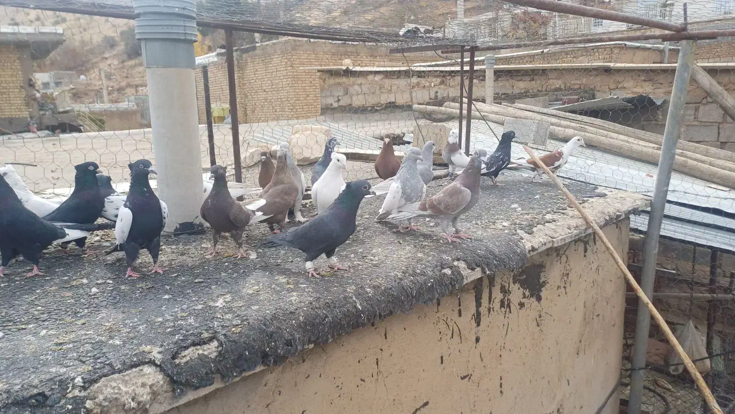 کبوتر هوایی|پرنده|شیراز, حومه شیراز|دیوار