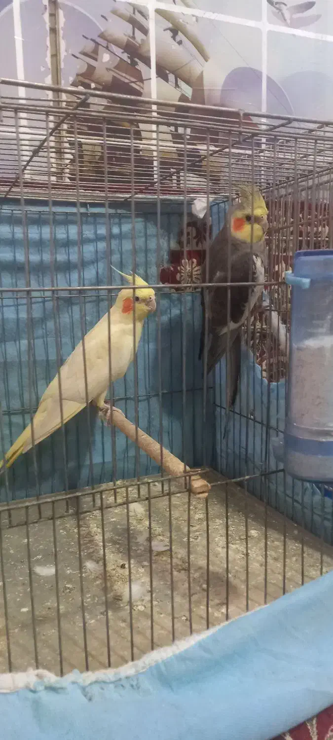 دو جفت عروس هلندی مولد بازیگوش و جذاب|پرنده|اصفهان, محله سفلی|دیوار