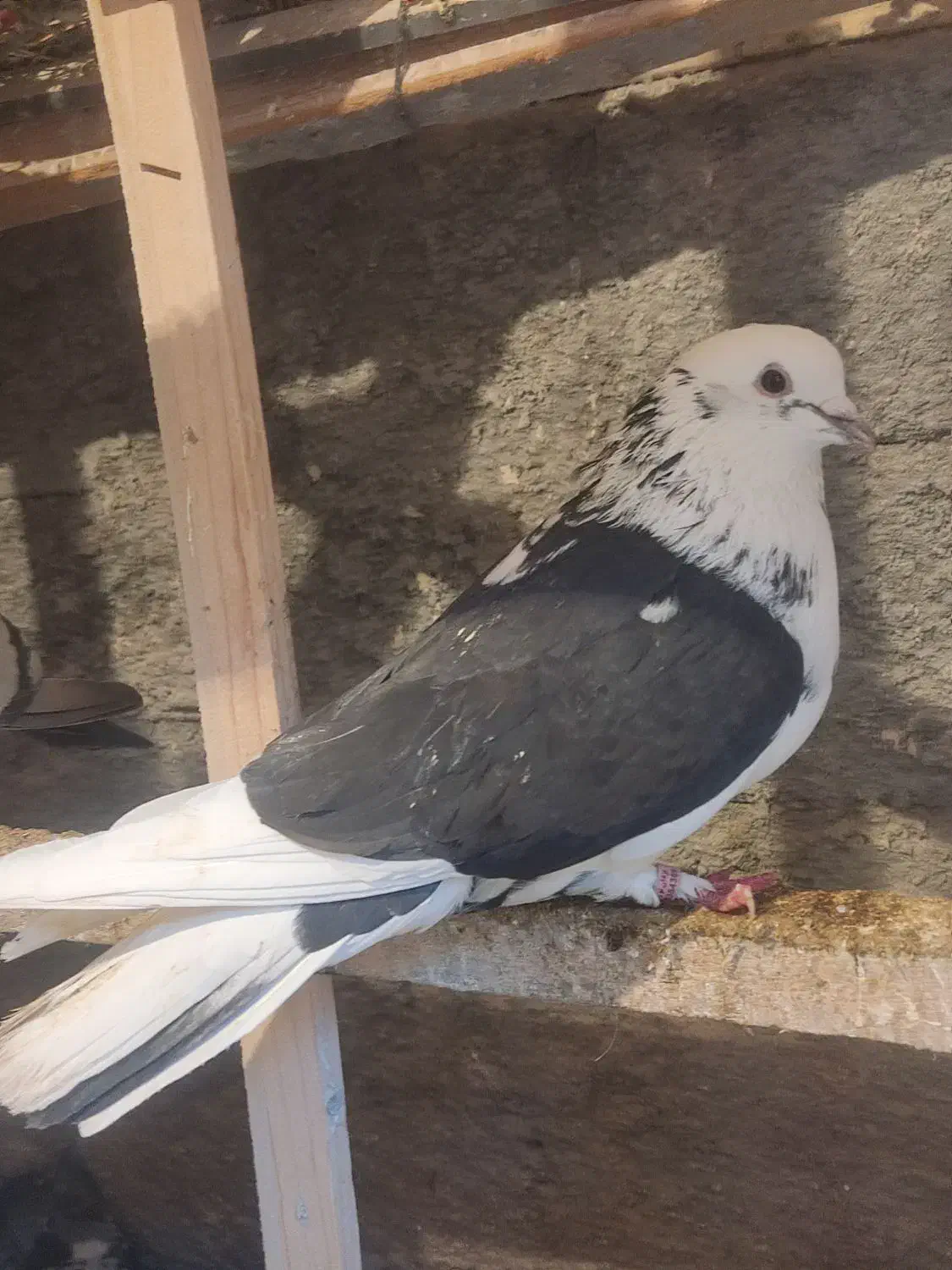 کفتر|پرنده|کوهدشت, |دیوار