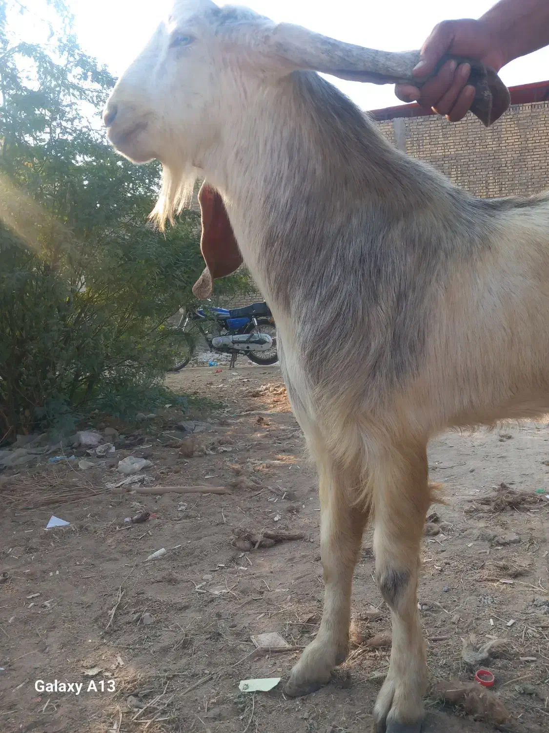 بز نر برای قصابی و برای داشتن|حیوانات مزرعه|شادگان, |دیوار