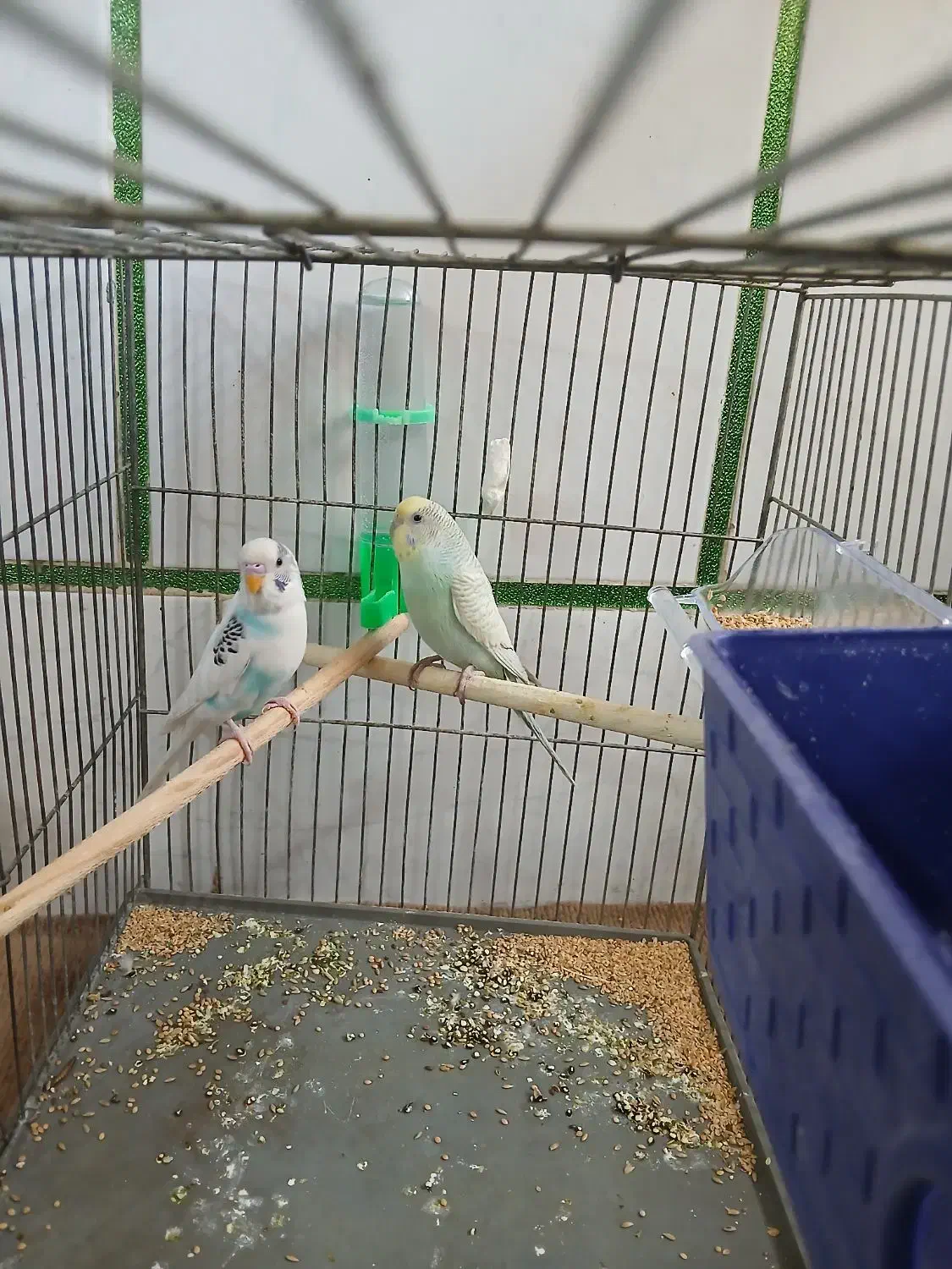 یک  جفت مرغ عشق بالغ|پرنده|فولادشهر, B2|دیوار