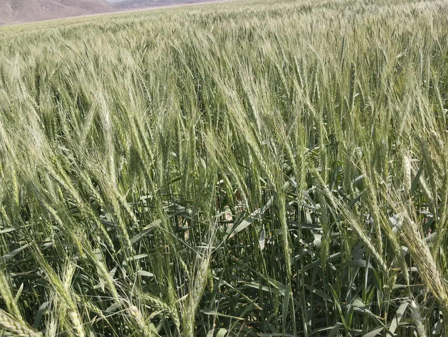 گندم|خوردنی و آشامیدنی|ریگان, |دیوار