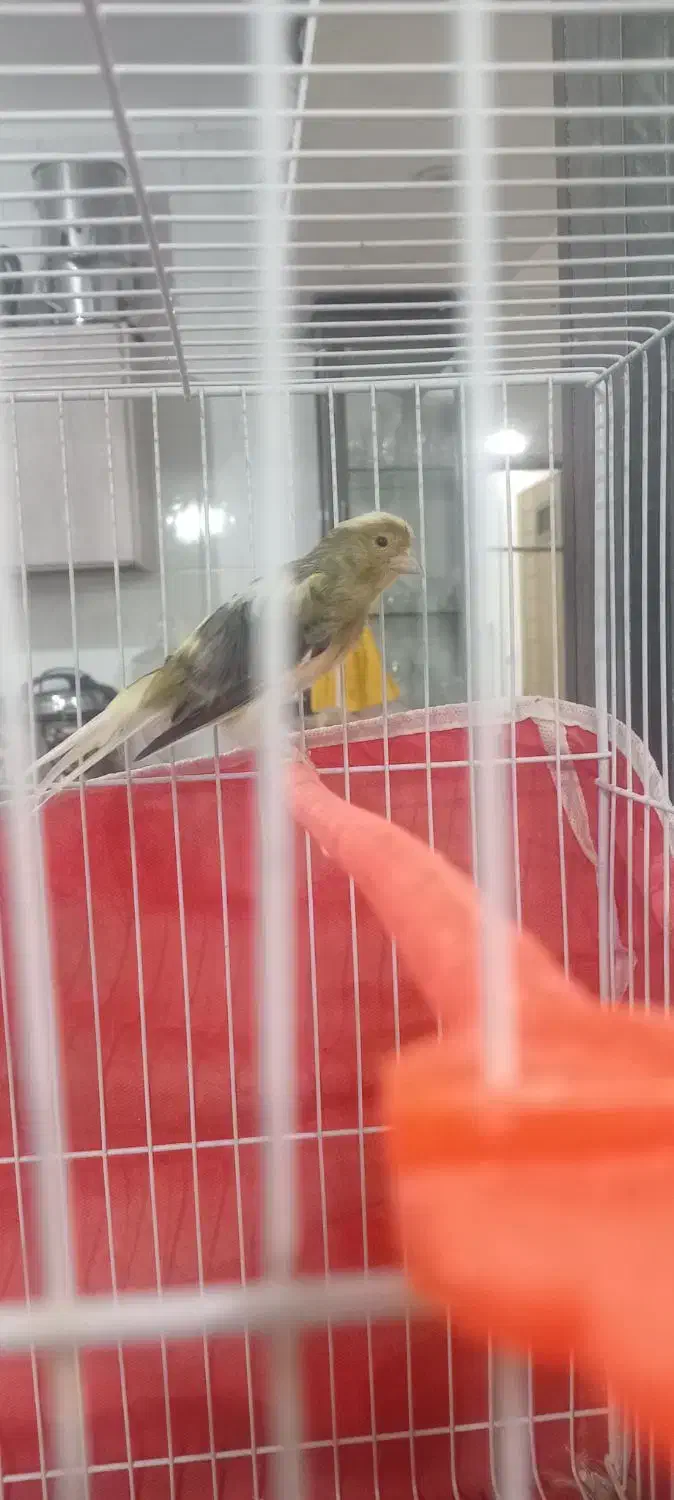 قناری ابلغ|پرنده|تربتحیدریه, کلاته توکلی|دیوار