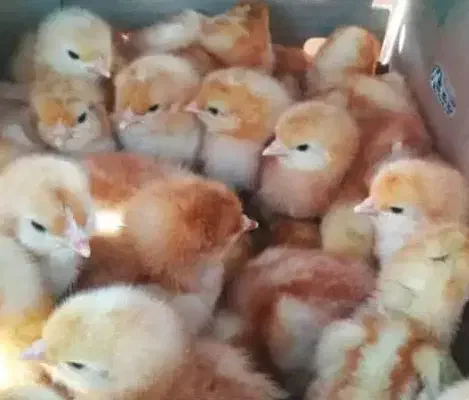 جوجه تخمگذار لوهمن و پلیموت راک|حیوانات مزرعه|رشت, منظریه|دیوار