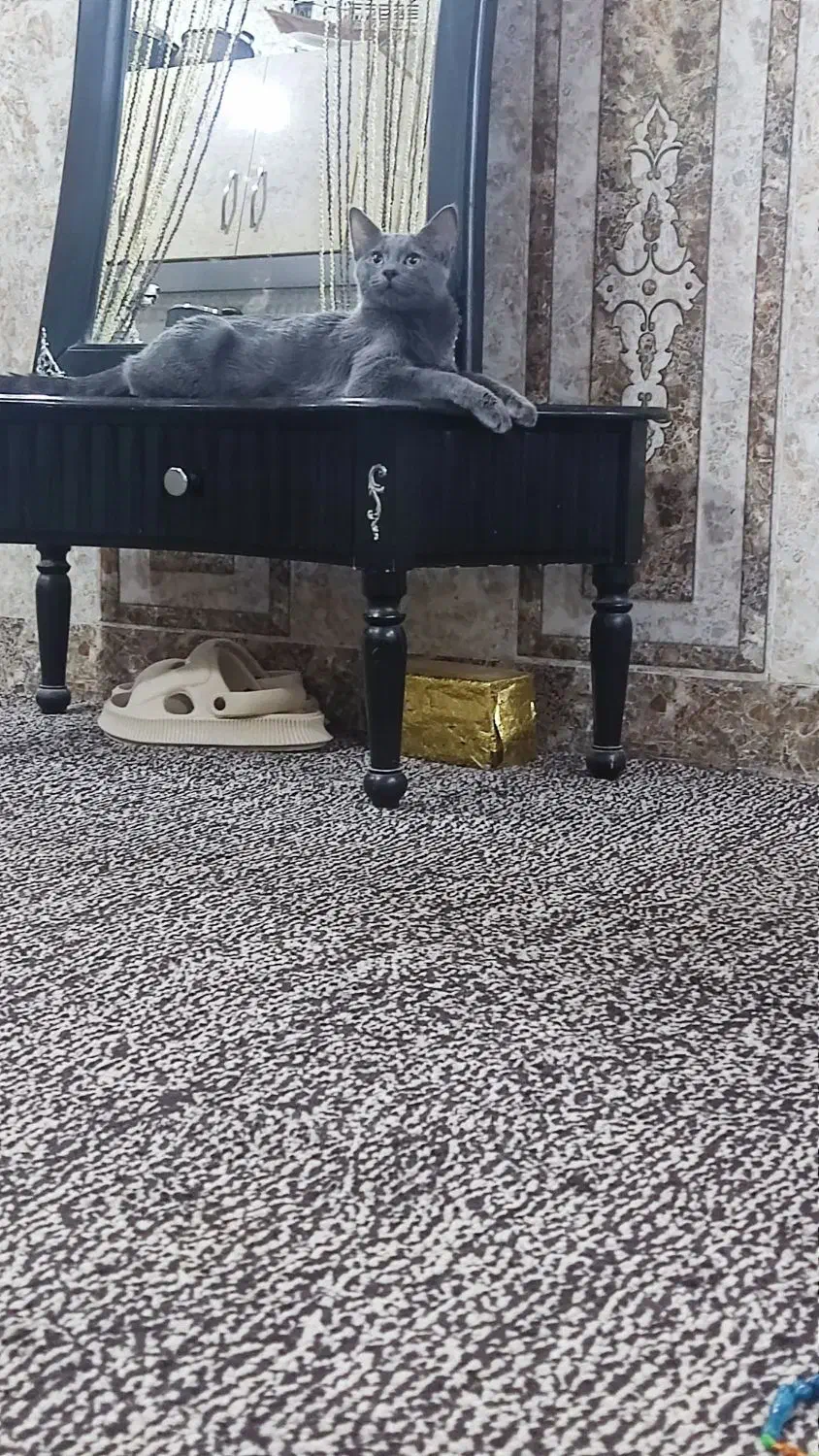 گربه برتیش|گربه|آبادان, |دیوار