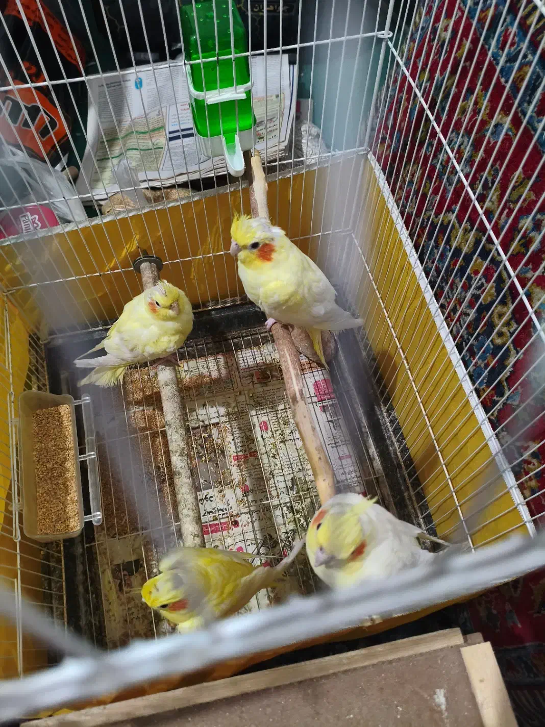 عروس هلندی مولد همراه جوجه|پرنده|لاهیجان, طالقانی|دیوار