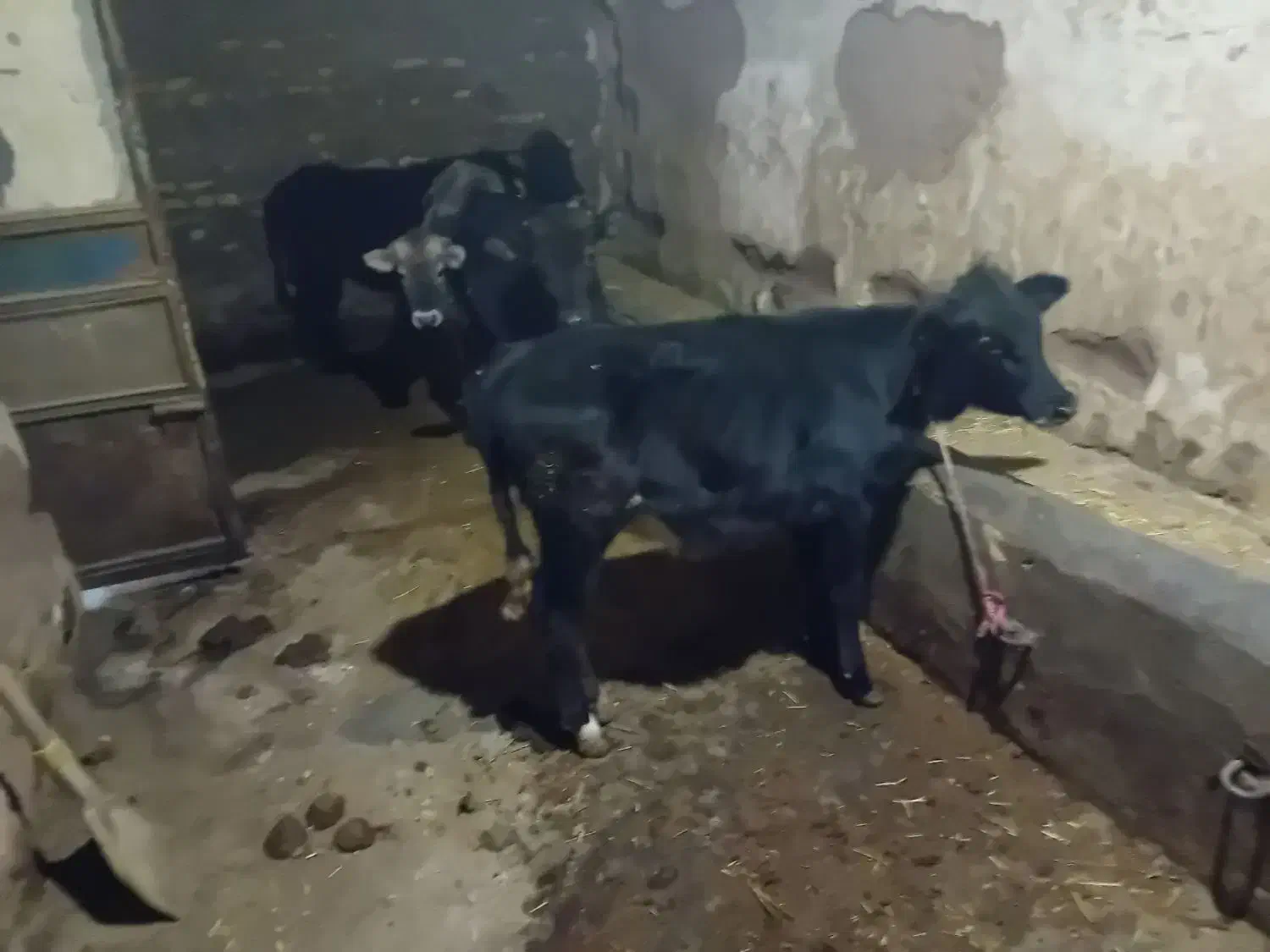 ماده گوشت|حیوانات مزرعه|خواجه, |دیوار