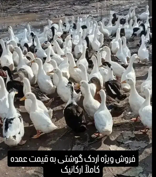 اردک|حیوانات مزرعه|بیرانوند, |دیوار