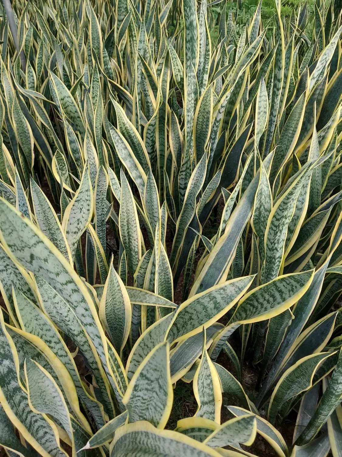 سانسوریا شمشیری ابلق ریشه لخت|گل و گیاه طبیعی|آمل, |دیوار