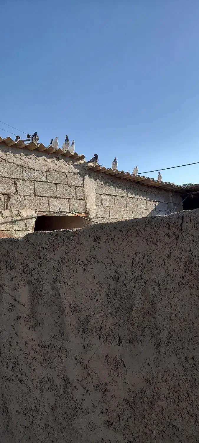 کبوتر شیخی دونه ۳۵۰تومان|پرنده|هندیجان, |دیوار