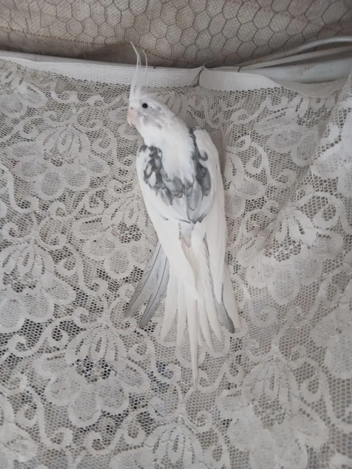 عروس هلندی|پرنده|پردیس, فاز ۳|دیوار