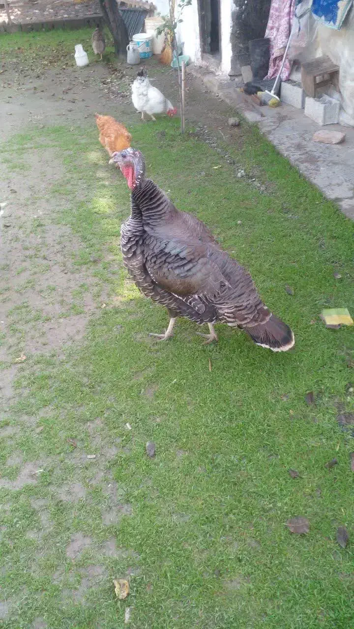 بوقلمون نر وزن ۱۱/۷۰۰..بوقلمون ماده وزن ۵/۶۰۰|حیوانات مزرعه|قائمشهر, |دیوار