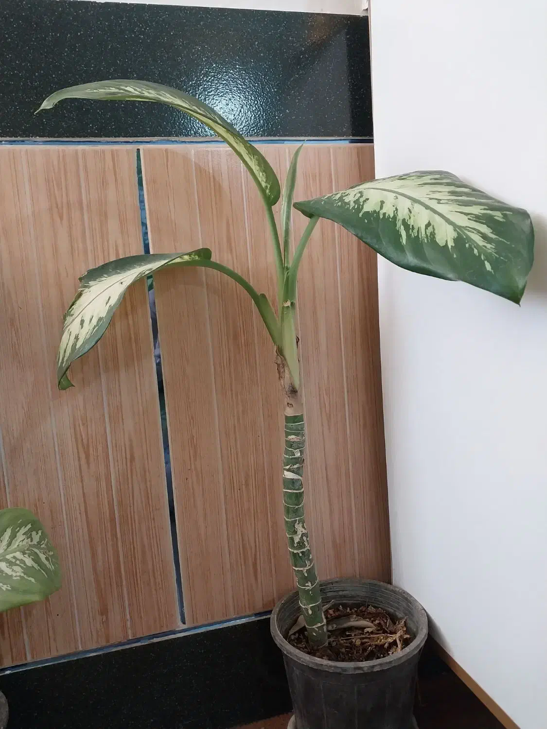 انواع گل اپارتمانی|گل و گیاه طبیعی|نهاوند, |دیوار