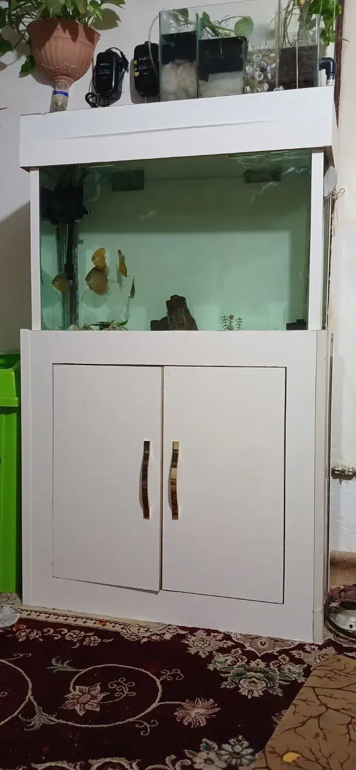 دیسکس|ماهی|مشهد, تبادکان|دیوار