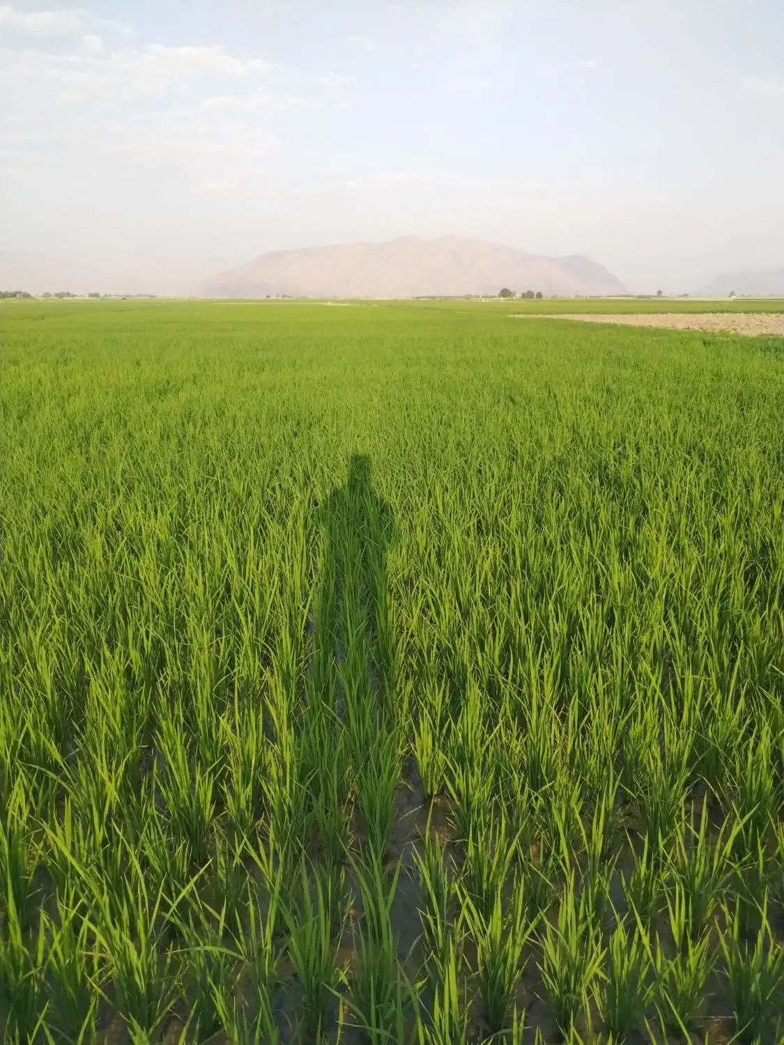 برنج کامفیروزی|خوردنی و آشامیدنی|صدرا-فارس, فاز ۱|دیوار