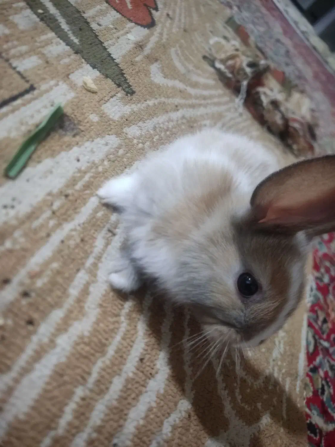 بچه خرگوش نیم لوپ|موش و خرگوش|کرمان, |دیوار