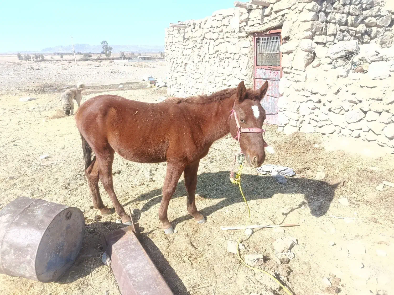 کره اسب نر فروشی 13ماهه|اسب و تجهیزات اسبسواری|صوغان, |دیوار